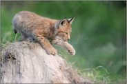 verspielt... Eurasischer Luchs *Lynx lynx*