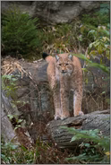 im Luchsrevier... Eurasischer Luchs *Lynx lynx*