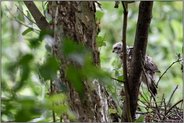 ein erster Sprung... Sperber *Accipiter nisus*