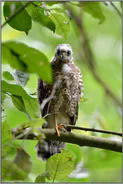 mit großen Augen... Sperber *Accipiter nisus*
