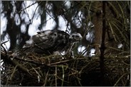 groß geworden... Sperber *Accipiter nisus*, Jungvogel im Nest