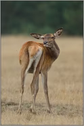 lästige Insekten... Rothirsch *Cervus elaphus*