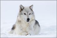 aufmerksam... Timberwolf *Canis lupus lycaon*
