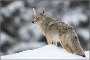auf dem Schneehügel... Kojote *Canis latrans*