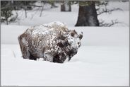 eis- und schneeverkrustet... Amerikanischer Bison *Bison bison*