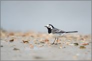 am Muschelstrand... Bachstelze *Motacilla alba*