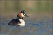 ein schöner Vogel... Haubentaucher *Podiceps cristatus*