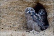 zwei Augenpaare... Europäischer Uhu *Bubo bubo*
