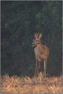 verhoffend... Rehbock *Capreolus capreolus*