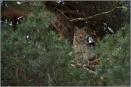 verborgen im Baum... Eurasischer Luchs *Lynx lynx*