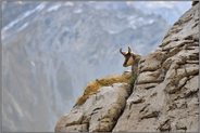 im Felsennest... Gämse *Rupicapra rupicapra* an ihrem Ruheplatz im Fels