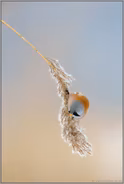 einfach mal abhängen... Bartmeise *Panurus biarmicus* auf Schilfrispe
