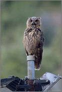 ein idealer Ansitz... Europäischer Uhu *Bubo bubo*, Jungvogel sitzt auf einem Laternenmast und ruft