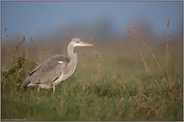 auf Nahrungssuche... Graureiher *Ardea cinerea* im Abendlicht