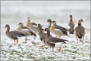 gemischter Trupp... Blässgans *Anser albifrons*, Blässgänse vergesellschaftet mit Nilgänsen