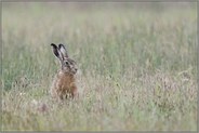 Häslein in der Wiese... Feldhase *Lepus europaeus* trotzt dem widrigen Wetter