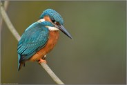 früh am Morgen... Eisvogel *Alcedo atthis*, Männchen bei der Jagd