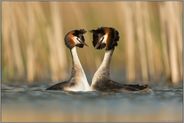 Haubentaucherbalz... Haubentaucher *Podiceps cristatus*