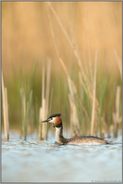 vor'm Schilf... Haubentaucher *Podiceps cristatus*