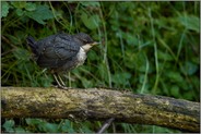 Anfang Mai... Wasseramsel *Cinclus cinclus*, flügger Jungvogel