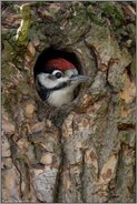 in der Bruthöhle... Buntspecht *Dendrocopos major*, Jungvogel, junges Männchen