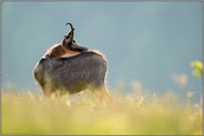 Fellpflege... Gämse *Rupicapra rupicapra* im Frühsommer