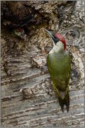 Fütterungsverhalten... Grünspecht *Picus viridis*, Altvogel (Weibchen) mit bettelndem Jungvogel