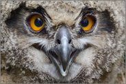 Schau mir in die Augen, Kleines... Europäischer Uhu *Bubo bubo*, ziemlich dicht d'ran