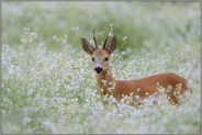 in voller Pracht... Rehbock *Capreolus capreolus* in einem Meer von Blumen