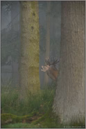 zwischen hohen Bäumen... Rothirsch *Cervus elaphus* röhrt im Wald