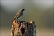 seltene Beobachtung... Hausrotschwanz *Phoenicurus ochruros*, Männchen im Schlichtkleid auf einem Zaunpfahl sitzend
