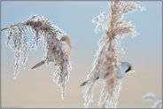 Hochbetrieb im Schilf... Bartmeise *Panurus biarmicus*, Pärchen im Schilf