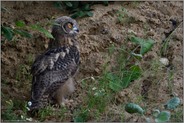 stocksteif in der Schrecksekunde... Europäischer Uhu *Bubo bubo*, Jungvogel in einer Sandgrube