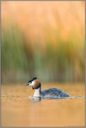 Licht und Schatten... Haubentaucher *Podiceps cristatus* im Prachtkleid