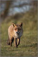 am Wiesenrand... Rotfuchs *Vulpes vulpes* patroulliert sein Revier
