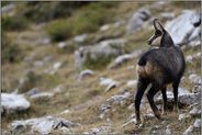 am Rande des Kampfwaldes... Gämse *Rupicapra rupicapra* in der Bergwelt der Bayerischen Alpen