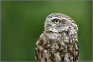 hellgelbe Augen... Steinkauz *Athene noctua*