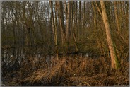 Hochwasser im Lanker Busch... Meerbusch *Lanker Bruch*, typischer Bruchwald mit Schwarzerlen, Eschen, Pappeln und viel Unterholz