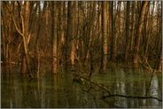 nasse Füße... Meerbusch *Lanker Bruch*, sumpfiger Auwald, Erlenbruchwald im Bereich einer vor Jahrhunderten verlandeten Rheinschlinge, Altrhein