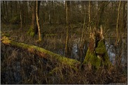 Vergänglichkeit... Meerbusch *Lanker Bruch*, sumpfiger Auwald, Erlenbruchwald, natürliches Totholz, umgestürzter Baum im Bereich einer vor Jahrhunderten verlandeten Rheinschlinge, Altrhein