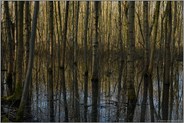 Sumpflandschaft... Meerbusch *Herrenbusch*, Weichholzaue, Erlenbruchwald im Bereich einer vor Jahrhunderten verlandeten Rheinschlinge, Altrhein