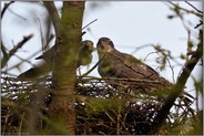 beim Horstbau... Habicht *Accipiter gentilis*, Habichtpaar bei gemeinsamen Nistvorbereitungen