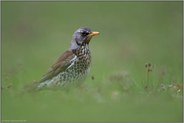 tief im Gras... Wacholderdrossel *Turdus pilaris* bei der Nahrungssuche, bodennahe Aufnahme