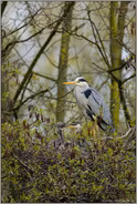 Rabauken... Graureiher *Ardea cinerea * am Nest mit Nachwuchs, Altvogel und Jungvögel