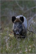 ein wenig neugierig... Wildschwein *Sus scrofa*, Bache im Unterholz, weibliches Stück