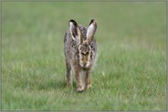 auf direktem Weg... Feldhase *Lepus europaeus* läuft frontal auf den Fotografen zu