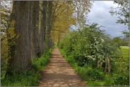 Wanderweg... Meerbusch *Lank Latum*, von Pappeln gesäumter Verbindungspfad zwischen Latumer See und Herrenbusch