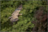 Kontrollflug... Seeadler *Haliaeetus albicilla*