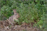 genüßlich... Wildkaninchen *Oryctolagus cuniculus* frisst am Waldrand vom frischen Grün