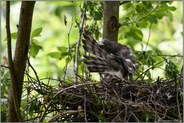 ausgiebige Gefiederpflege... Sperber *Accipiter nisus*